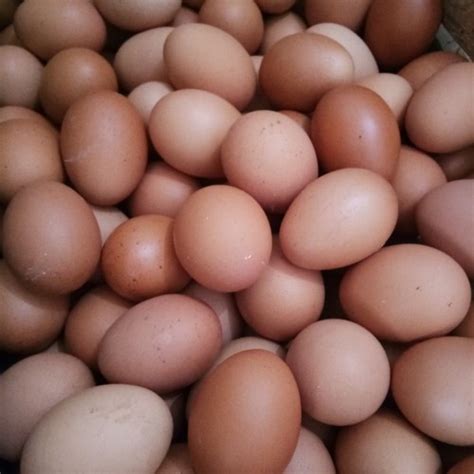 Supplier telur terdekat  Sehingga sangat bagus untuk digunakan sebagai pakan begi ternak, bahkan di beberapa negara seperti Chinna sudah banyak diternakkan